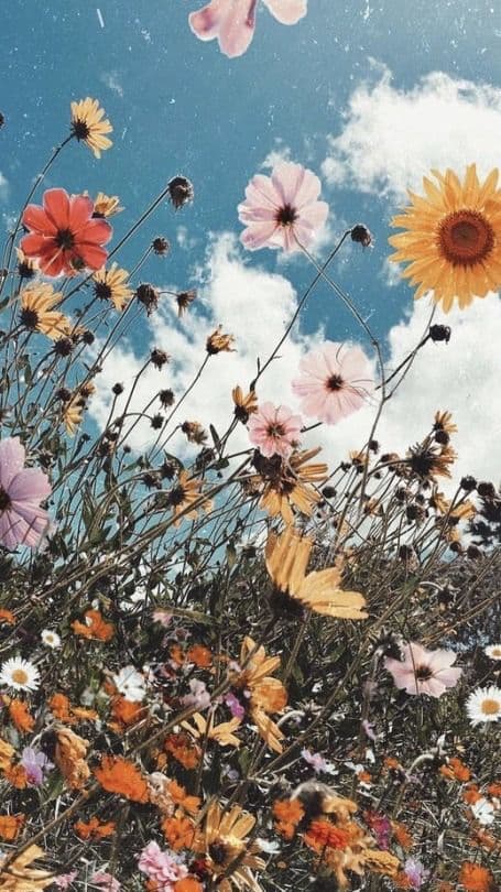 Wildflowers including sunflowers and pink cosmos reaching toward a blue sky with white clouds
