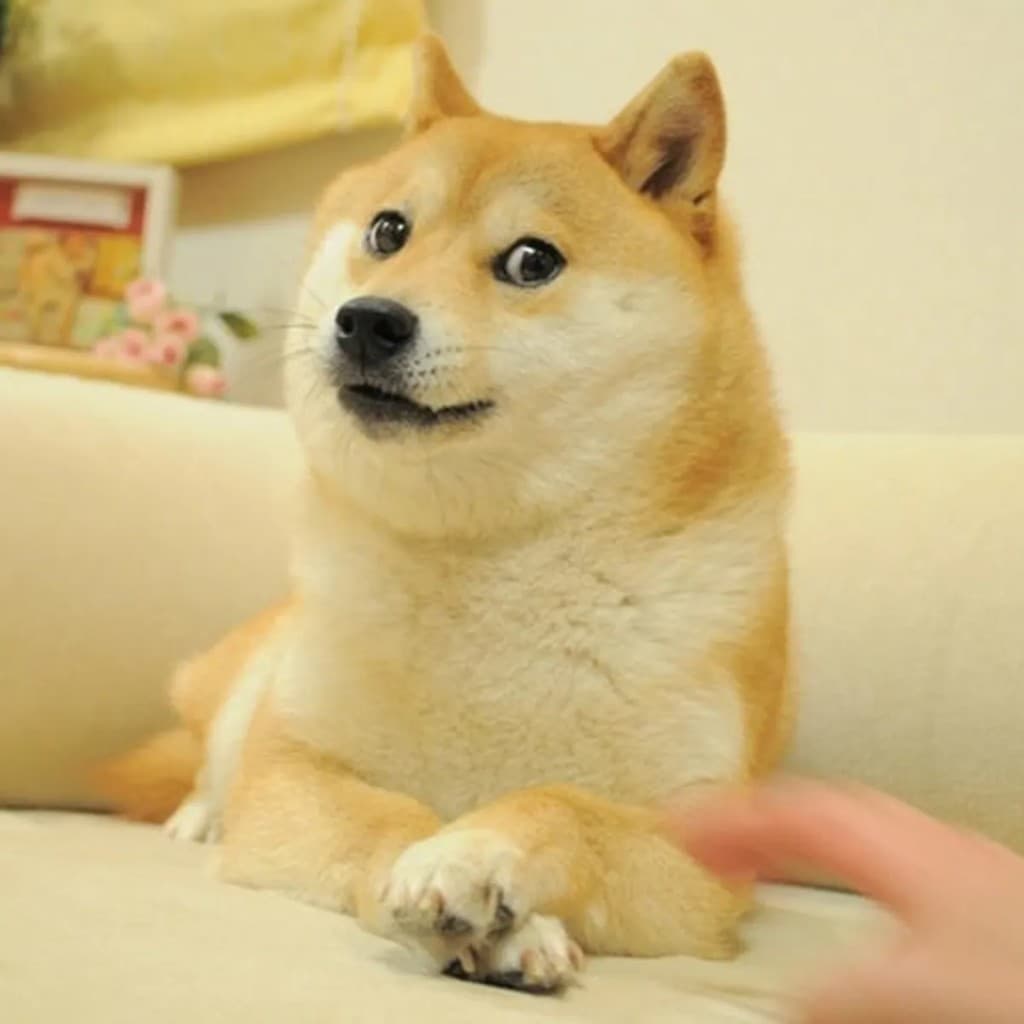 Doge meme showing a Shiba Inu lying on a couch with a wide-eyed sideways glance